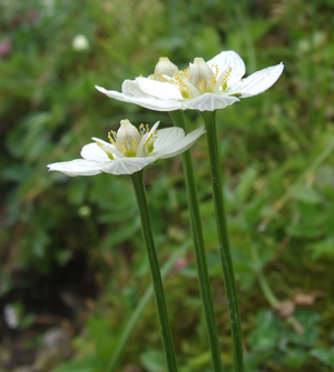 Parnassia palustris 20060729105052wp.jpg © Albert H.