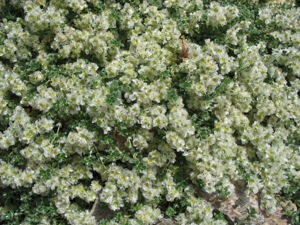 Paronychia polygonifolia - Encamp, Andorra.JPG © PePeEfe
