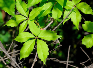 Parthenocissus inserta, Jan Celliers Park.jpg © Dr. J.C. Knobel