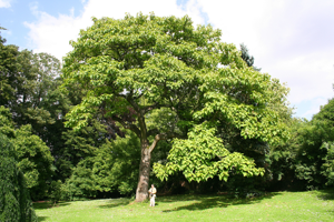 Paulownia tomentosa JPG2a.jpg © Jean-Pol GRANDMONT
