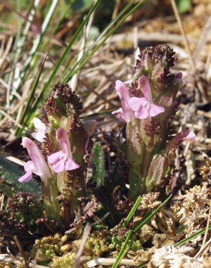 Pedicularis sylvatica 280407a.jpg © Bernd Haynold