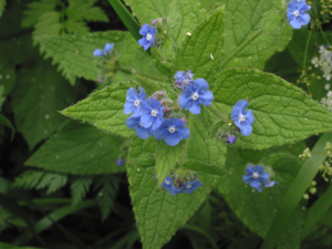 Overblijvende ossentong Pentaglottis sempervirens closeup.jpg © Rasbak