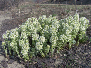 Petasites albus a1.jpg © Opioła Jerzy