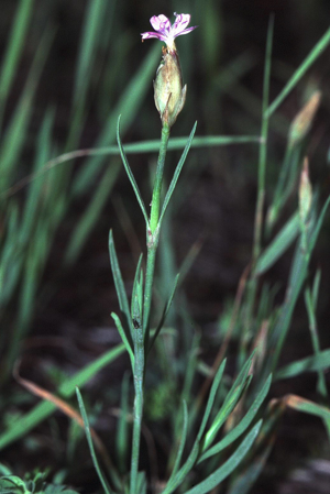 Petrorhagia prolifera eF.jpg © Commons