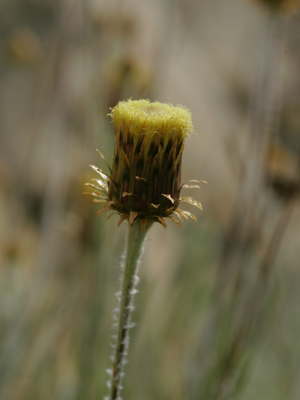 Phagnalon saxatile.jpg © Hans Hillewaert