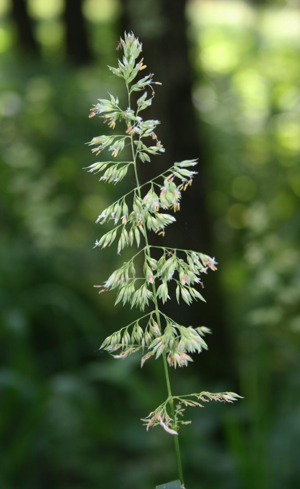 Phalaris arundinacea 1.jpg © Franz Xaver