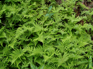 Phegopteris connectilis AT.JPG © de:Benutzer:Griensteidl
