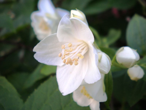 Philadelphus coronarius0001.jpg © Matasg