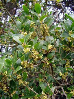 Phillyrea latifolia.jpg © Commons