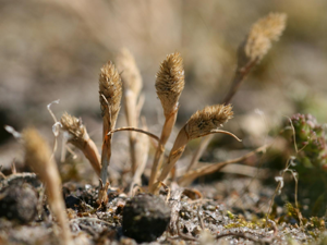 Phleum arenarium.jpeg © Kristian Peters -- Fabelfroh 07:19, 1 July 2007 (UTC)