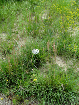 Phleum phleoides - Botanical Garden, University of Frankfurt - DSC02610.JPG © Daderot