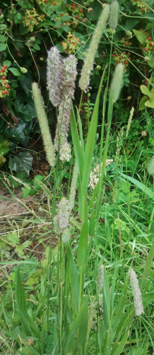 Timothy grass.jpg © Blokenearexeter