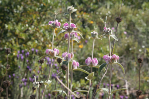Phlomis herba-venti.jpg © Luis Nunes Alberto