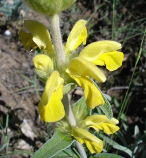 Phlomis lychnitis03.jpg © Commons