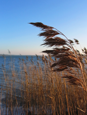 Phragmites australis Schilfrohr.jpg © Commons
