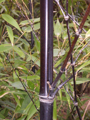 Phyllostachys nigra.JPG © No machine-readable author provided. Jordi Coll Costa assumed (based on copyright claims).