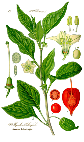 Illustration Physalis alkekengi0 clean.jpg © Original book source: Prof. Dr. Otto Wilhelm Thomé Flora von Deutschland, Österreich und der Schweiz 1885, Gera, Germany