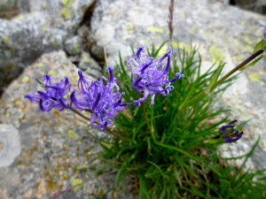 PHYTEUMA HEMISPHAERICUM - GENTO - IB-841 (Fiteuma hemisfèric).JPG © Isidre blanc
