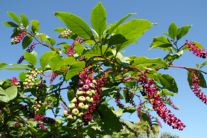 Pokeberries.png © Huw Williams (Huwmanbeing)