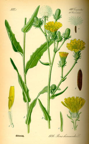 Illustration Picris hieracioides0.jpg &copy; Commons