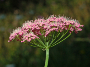 Apiaceae - Pimpinella major-1.JPG © Hectonichus