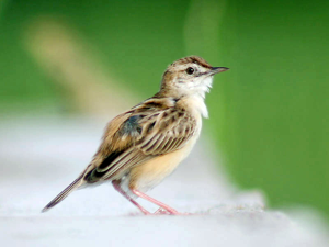 Zitting Cisticola (Breeding plumage) I- Kolkata IMG 5046.jpg © J.M.Garg