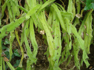 Pinguicula longifolia.JPG © Xemenendura