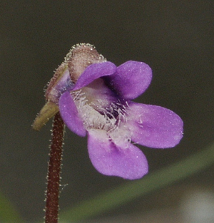 Pinguicula vulgaris 140505.jpg © Commons