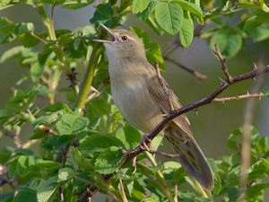 Grashoppsangare-070512.jpg © Stefan Hage, Birds.se