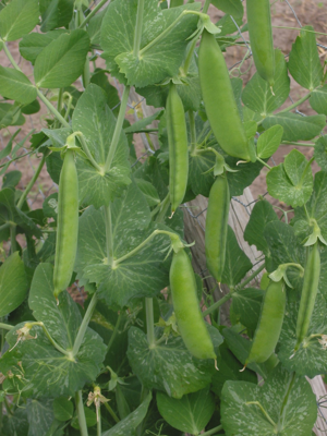 Doperwt rijserwt peulen Pisum sativum.jpg © Rasbak