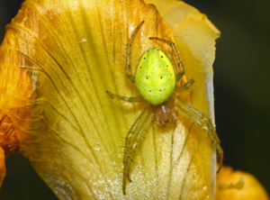 Araniella-cucurbitina-kuerbisspinne.jpg © H. Krisp