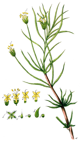 Plantago cynops Ypey41-cropped.jpg © Adolphus Ypey