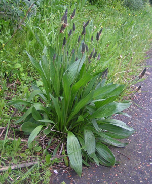 Ribwort 600.jpg © sannse