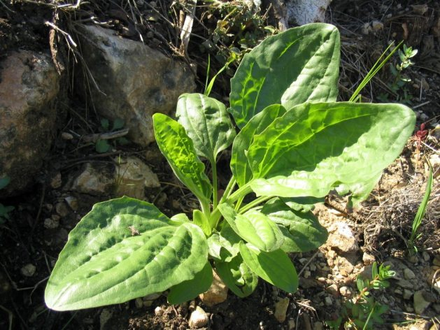 Plantago major.jpg &copy; Iorsh at English Wikipedia