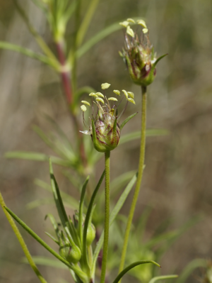Plantago sempervirens.jpg © Hans Hillewaert