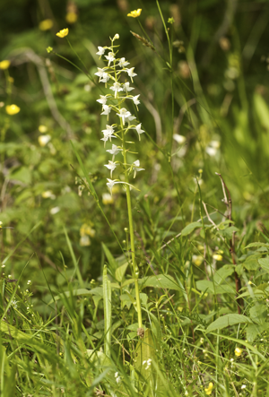 Platanthera chlorantha LC0225.jpg © Jörg Hempel