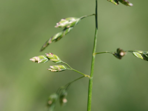 Poa annua.jpeg © Kristian Peters -- Fabelfroh 10:06, 7 May 2007 (UTC)