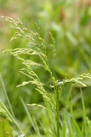 Poa.compressa.jpg © James K. Lindsey