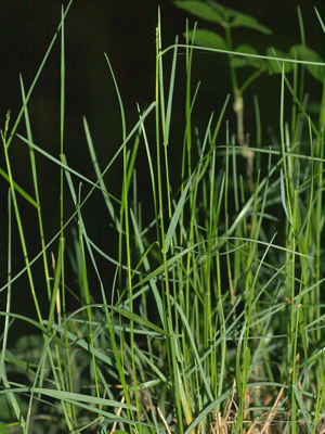 Poa.nemoralis.in.may.germany.jpg © Sarefo