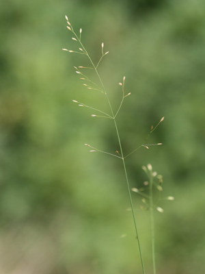 Poa palustris.jpeg © Kristian Peters -- Fabelfroh 11:54, 16 September 2007 (UTC)