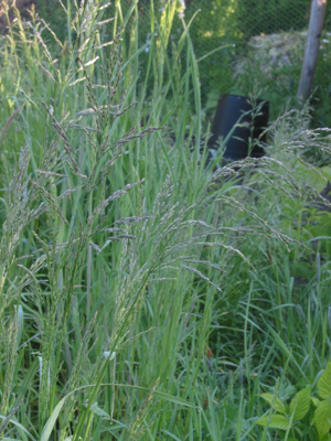 Poa trivialis Ruwbeembgras bloeiwijze.jpg © Rasbak