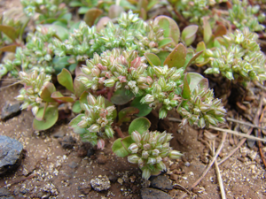 Starr 080415-4001 Polycarpon tetraphyllum.jpg © Forest & Kim Starr