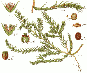 Polycnemum arvense Sturm.png © Johann Georg Sturm (Painter: Jacob Sturm) cleaned by uploader