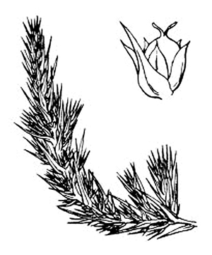 Grand polycnémum.jpg © Hippolyte Coste (H.J.Coste)