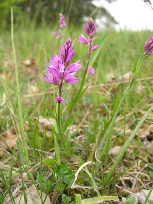 Schopfige Kreuzblume in Österreich.JPG © Liuthalas