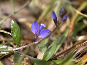 Polygala serpyllifolia.jpg © Hans Hillewaert