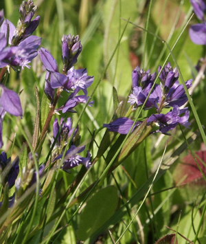 Polygala vulgaris 290504.jpg © Commons