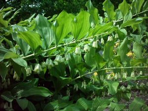 Kokoryczka wielokwiatowa Polygonatum multiflorum.jpg © Commons