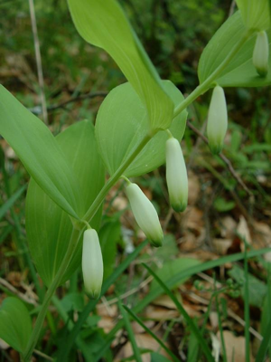 Polygonatum odoratum jfg.jpg © The original uploader was Jeffdelonge at French Wikipedia