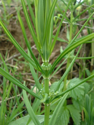 Polygonatum verticillatum01.jpg © Jeffdelonge